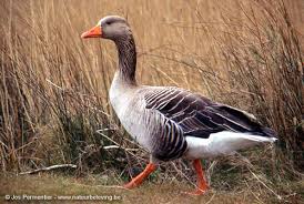 grauwe gans