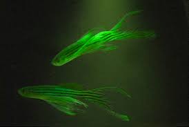 gfpfish_2.jpg