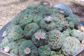 mescalina