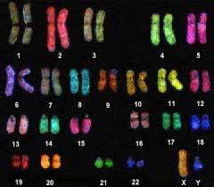 الوراثة Allchromosomes