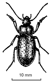 ground beetles images