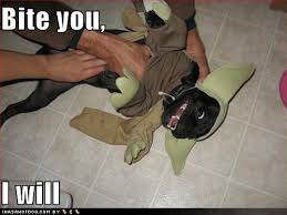 funny dogs