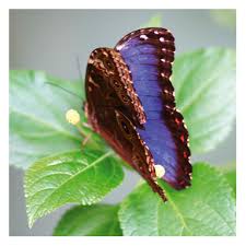 blue morpho