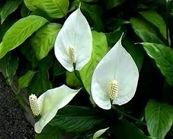 weird house plants