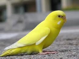 yellow birds pictures