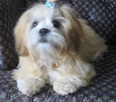 lhasa apso puppy