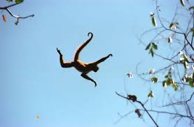 spider monkey