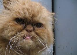 mean kitty