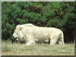 الأسود البيضاء Lionblanc01uv0