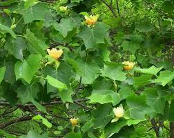 pictures tulip poplar tree