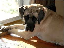 mastiff dogs