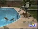 funny accidents