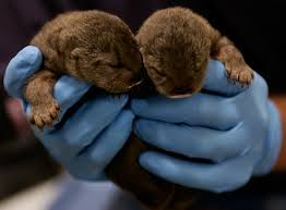 Otter Pups at the Monterey Bay