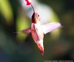 colorful hummingbirds