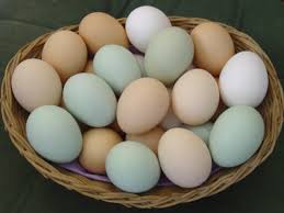 eggs