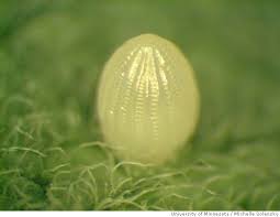 monarch butterfly egg