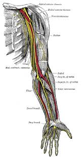 nerves