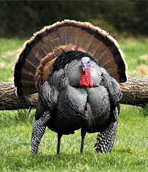 Happy Thanksgiving!