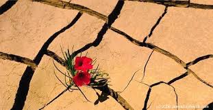 http://t3.gstatic.com/images?q=tbn:C7wLTqP1hKomrM:http://phil.mydesigns.co.nz/wp-content/uploads/600_06-Desert_Flower.jpg&t=1 http://t3.gstatic.com/images?q=tbn:C7wLTqP1hKomrM:http://phil.mydesigns.co.nz/wp-content/uploads/600_06-Desert_Flower.jpg&t=1