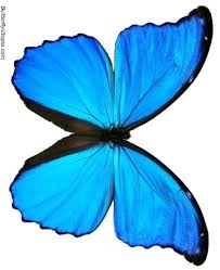 blue morpho