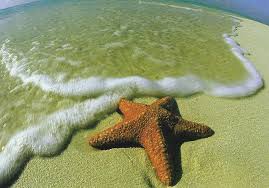 starfish