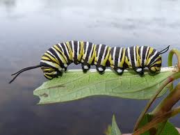 monarch butterfly caterpillar picture