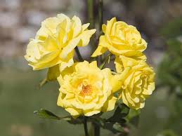 desktop wallpaper roses