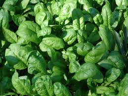 spinach