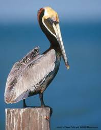 pelican