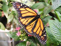 butterflies flowers pictures