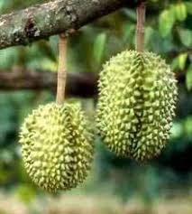 Appearance of Durian