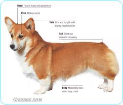 welsh corgi