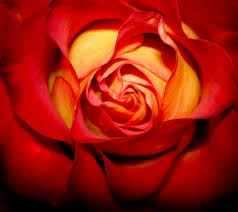 desktop wallpaper roses
