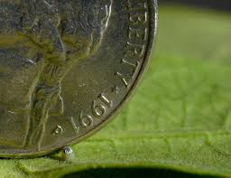 monarch butterfly egg