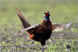Pheasant Photos, Pheasant