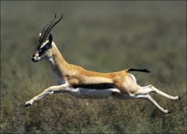 http://t3.gstatic.com/images?q=tbn:Caq7jlw8kFd_TM:http://animal.discovery.com/mammals/gazelle/pictures/gazelle-picture.jpg