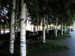 pictures birch tree
