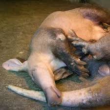 Aardvark: The Animal Files