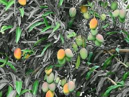 pictures mango trees