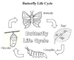 butterfly life cycle coloring sheet