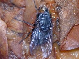 calliphoravomitoria