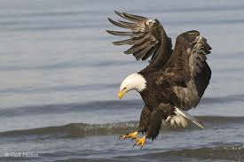 eagle bird of prey
