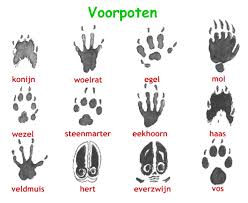 Bekijk de afbeelding op ware grootte