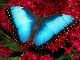 blue morpho