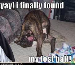 funny dogs