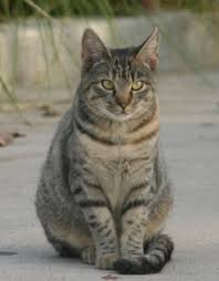 tabby