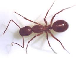 نملة تجعل عالم يسلم... Ant