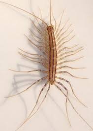 http://t3.gstatic.com/images?q=tbn:DWCbzrDU5J_D5M:http://www.infestation.ca/modules/CMS/uploads/produits/Centipede1.jpg