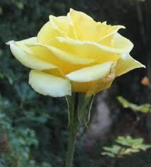 yellow rose pictures