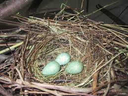 Nest with three eggs
